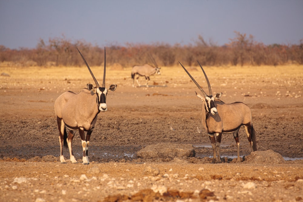 a couple of antelope standing next to each other