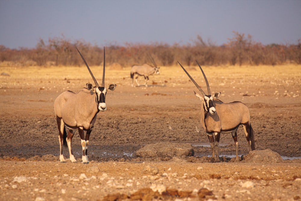un couple d’antilopes debout l’un à côté de l’autre