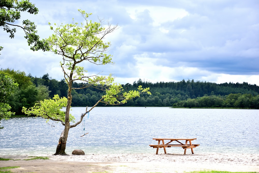 a picnic table next to a tree on the shore of a lake