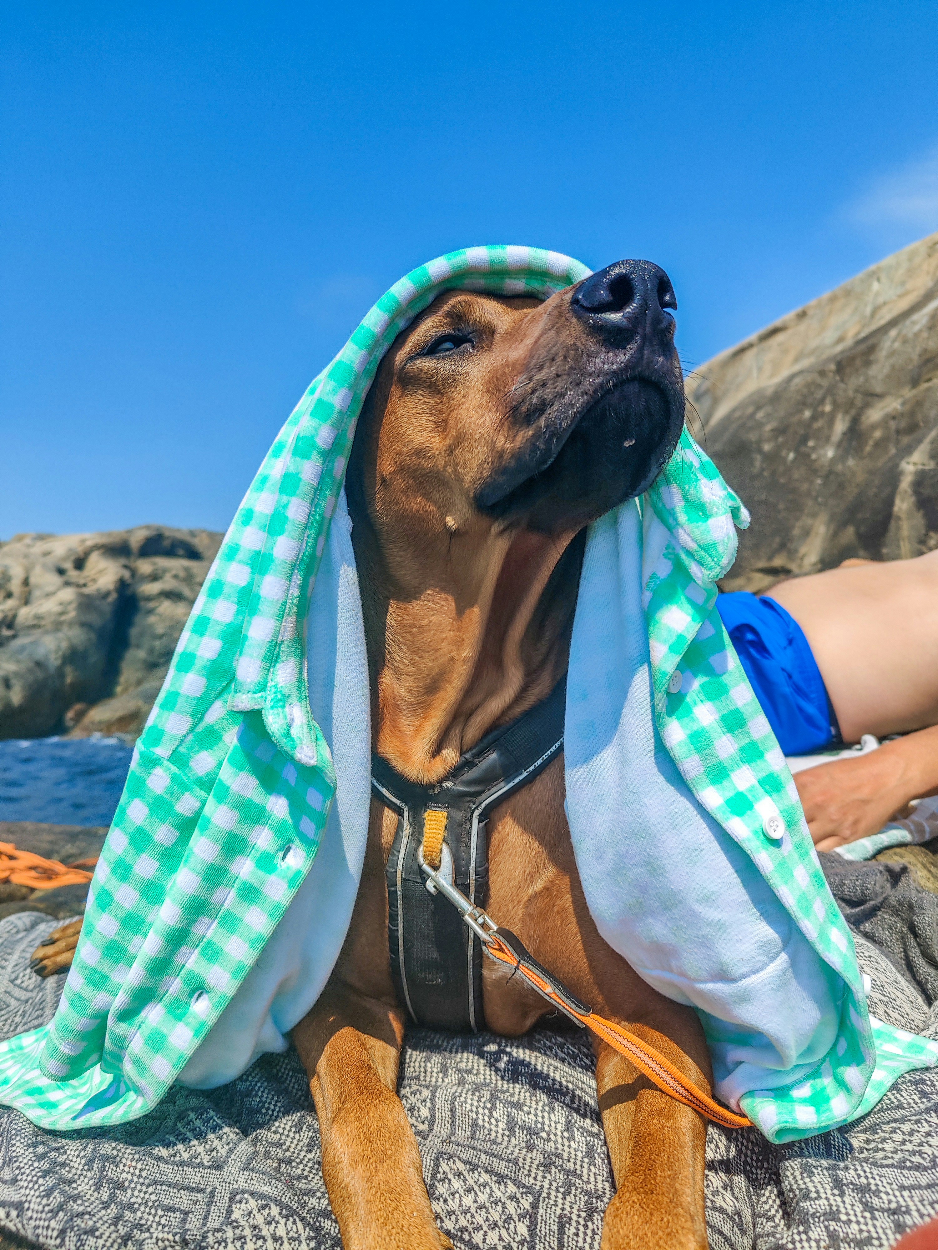 Soggy Doggy — Entraygues-sur-Truyère