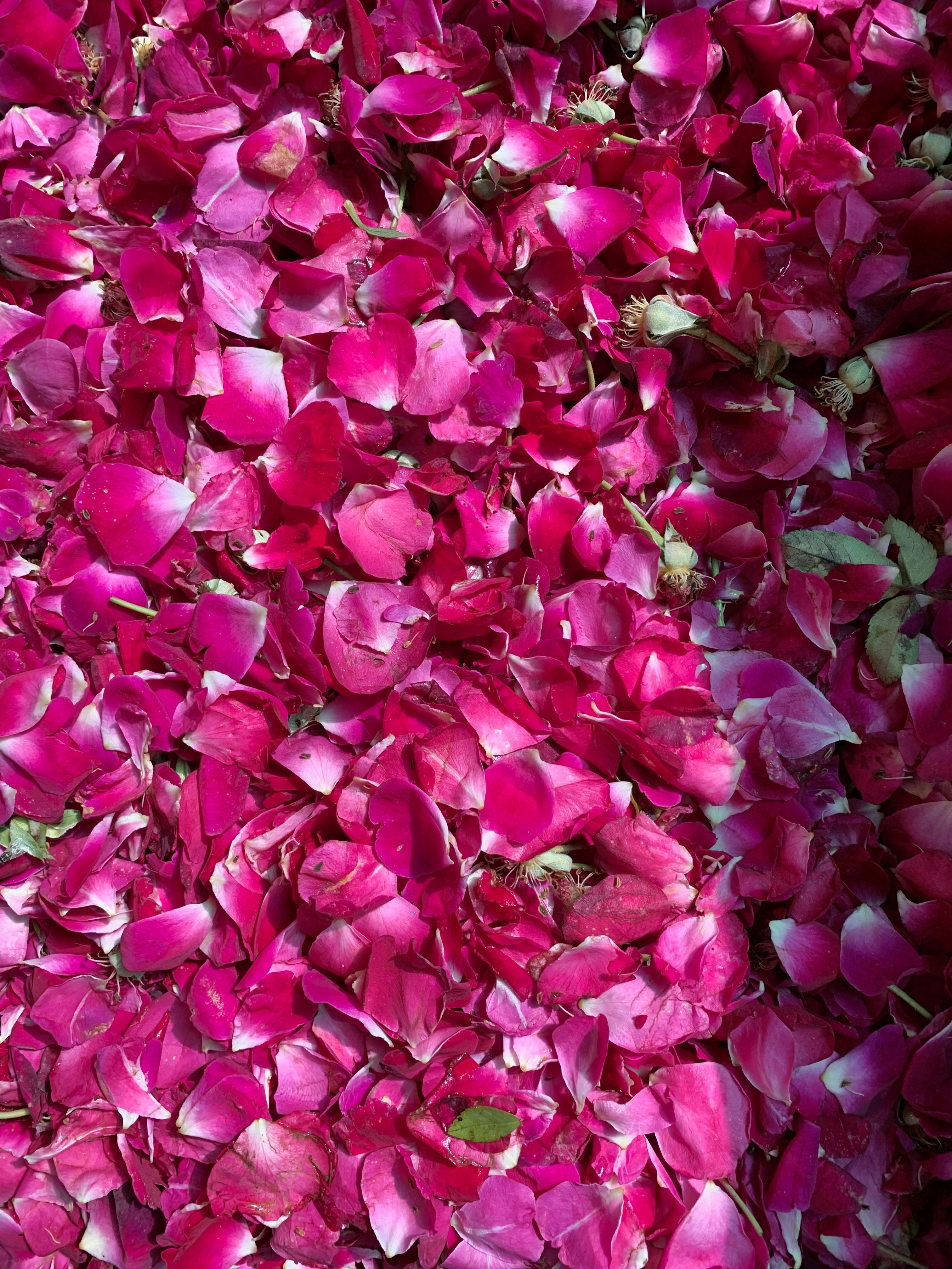 Photo by akshar_dave