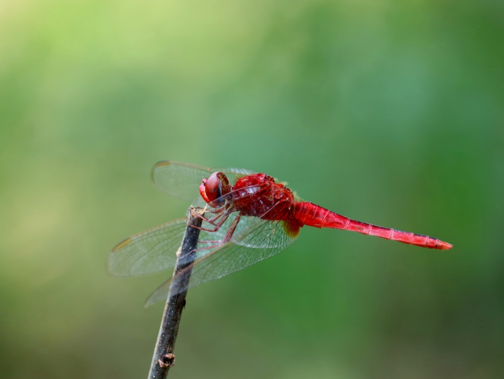 a red dragonfly resting on a twig