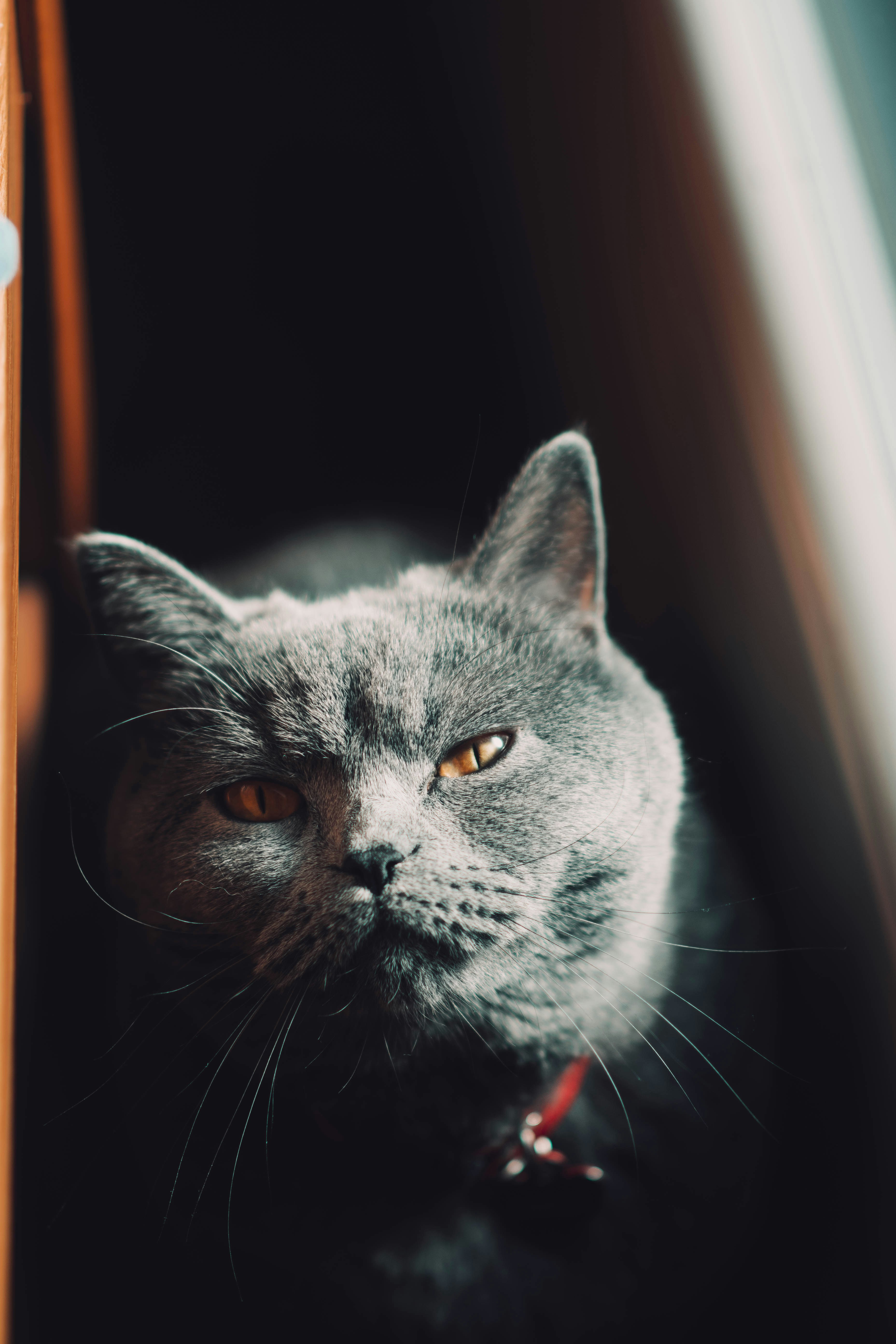 a gray cat sitting on top of a window sill