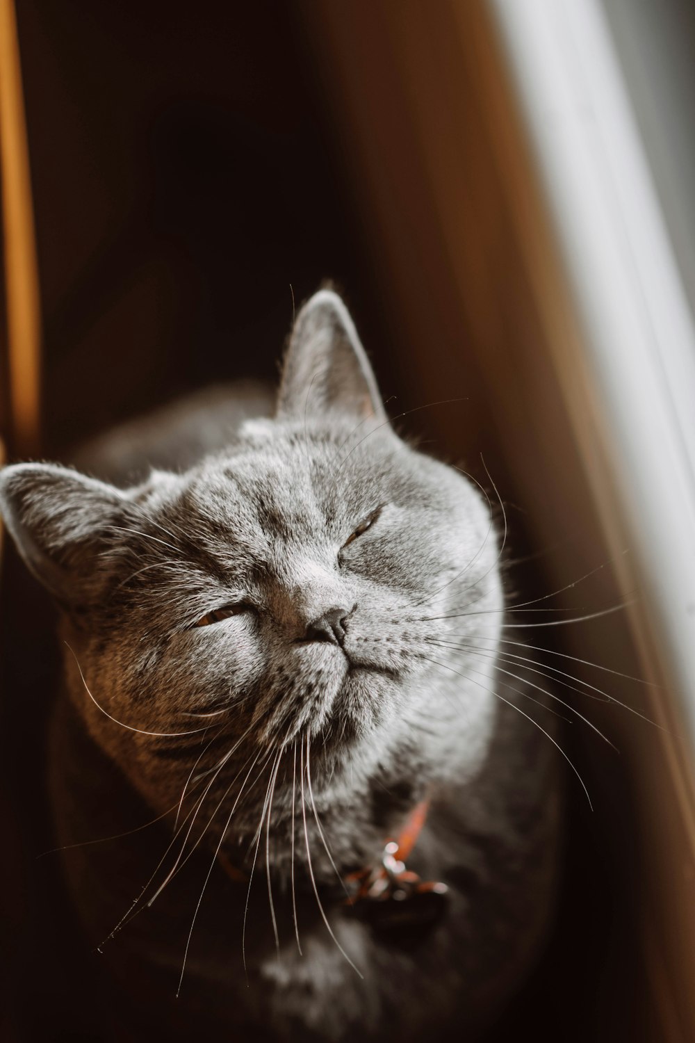 a gray cat sleeping on top of a wooden floor