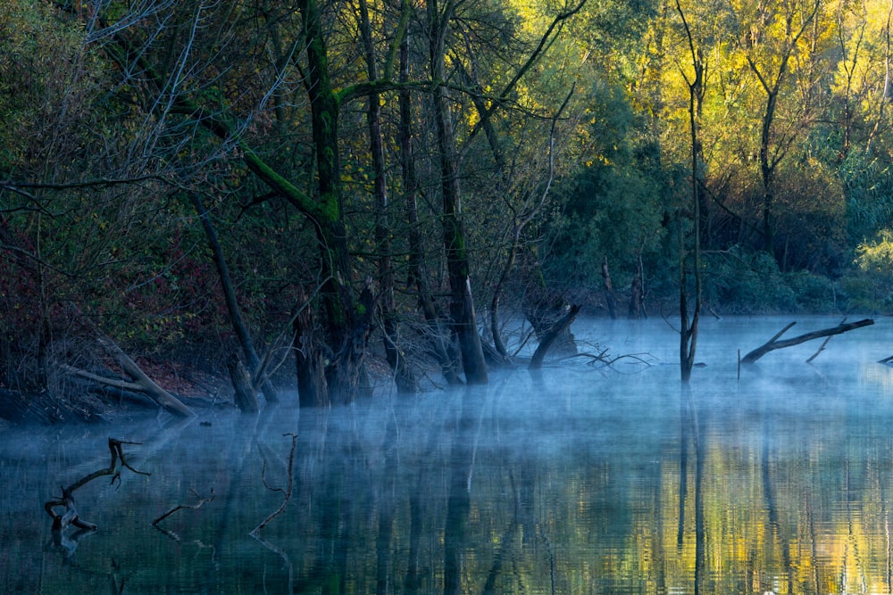 a body of water surrounded by trees and fog