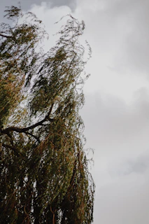 A serene willow tree gently swaying by a calm riverbank at sunset, evoking healing and peace.
