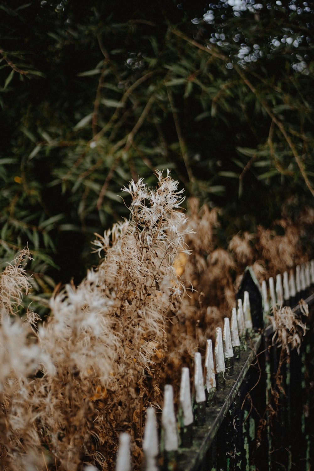 a fence that has a bunch of weeds on it