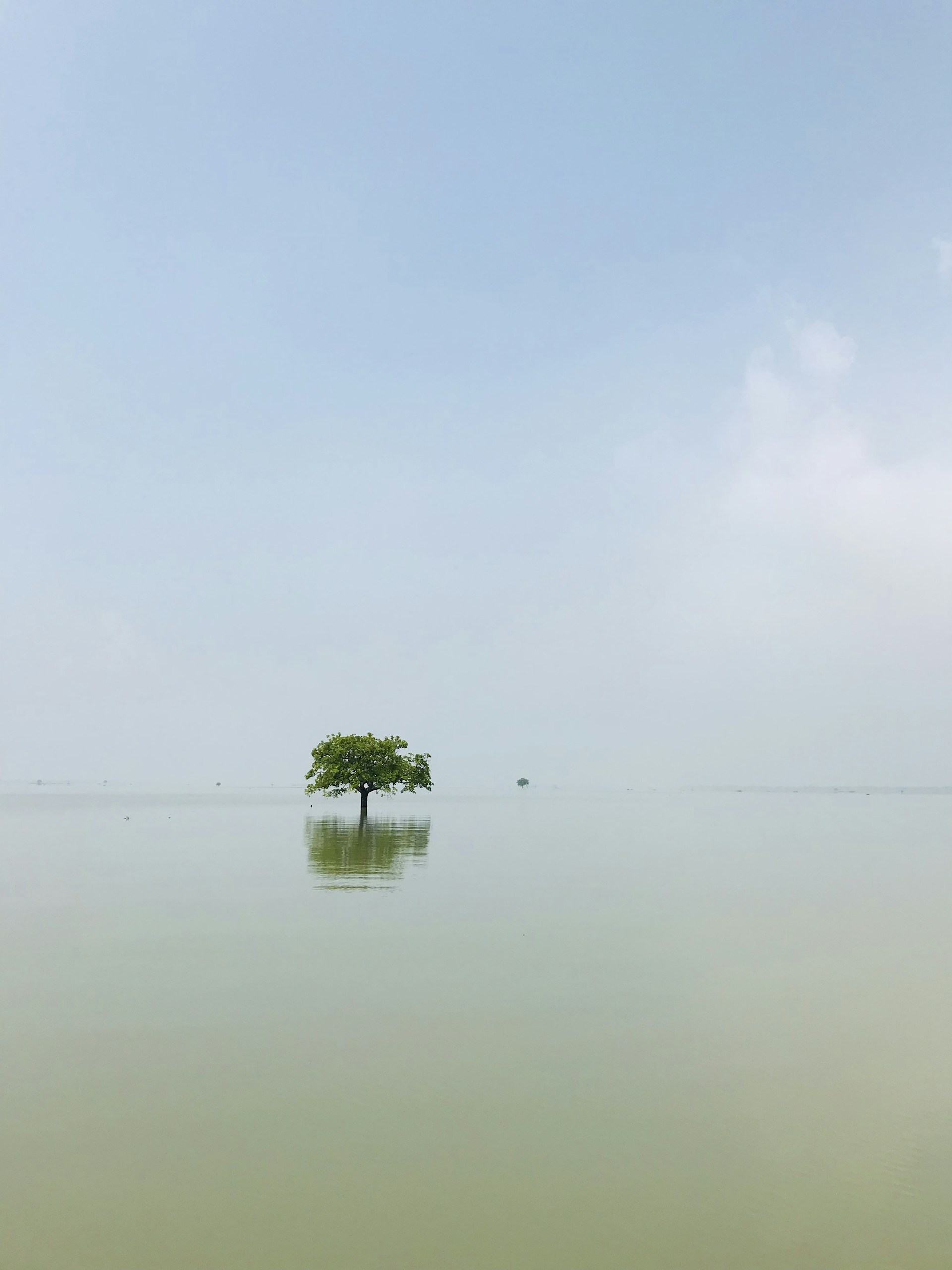 a lone tree in the middle of a large body of water