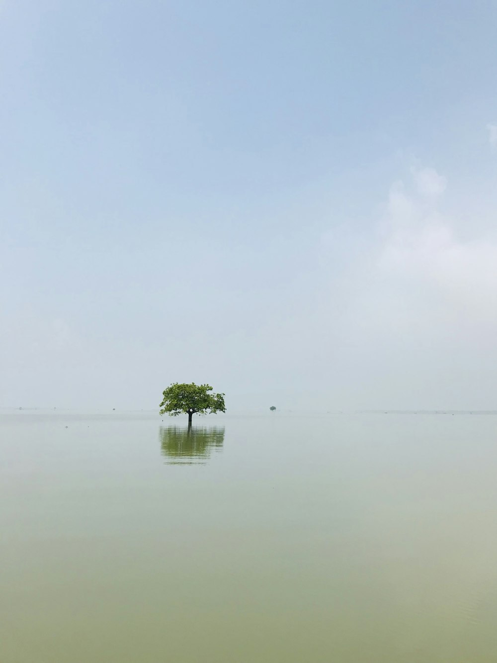 a lone tree in the middle of a large body of water