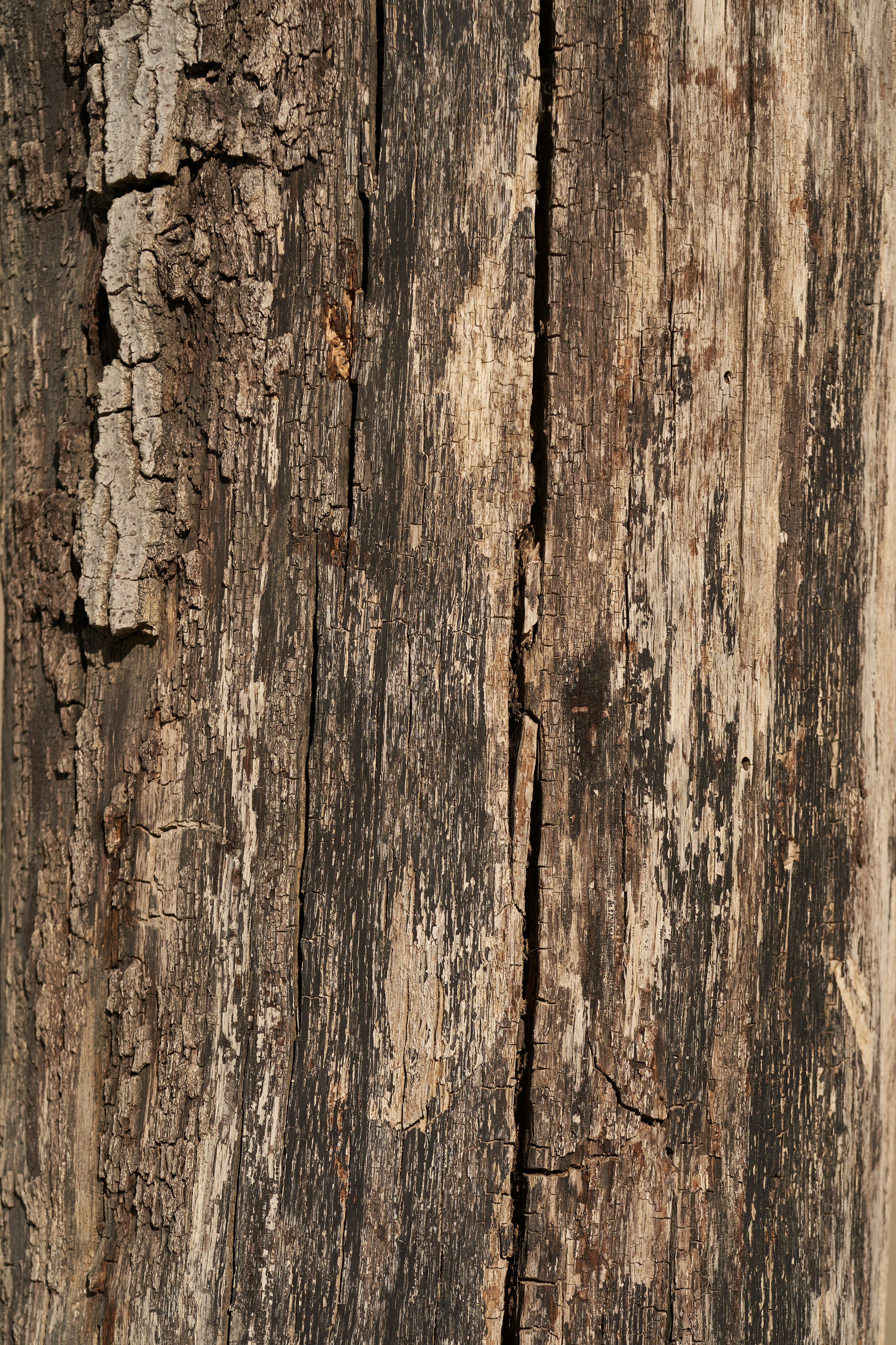 Photo by wolfgang_hasselmann