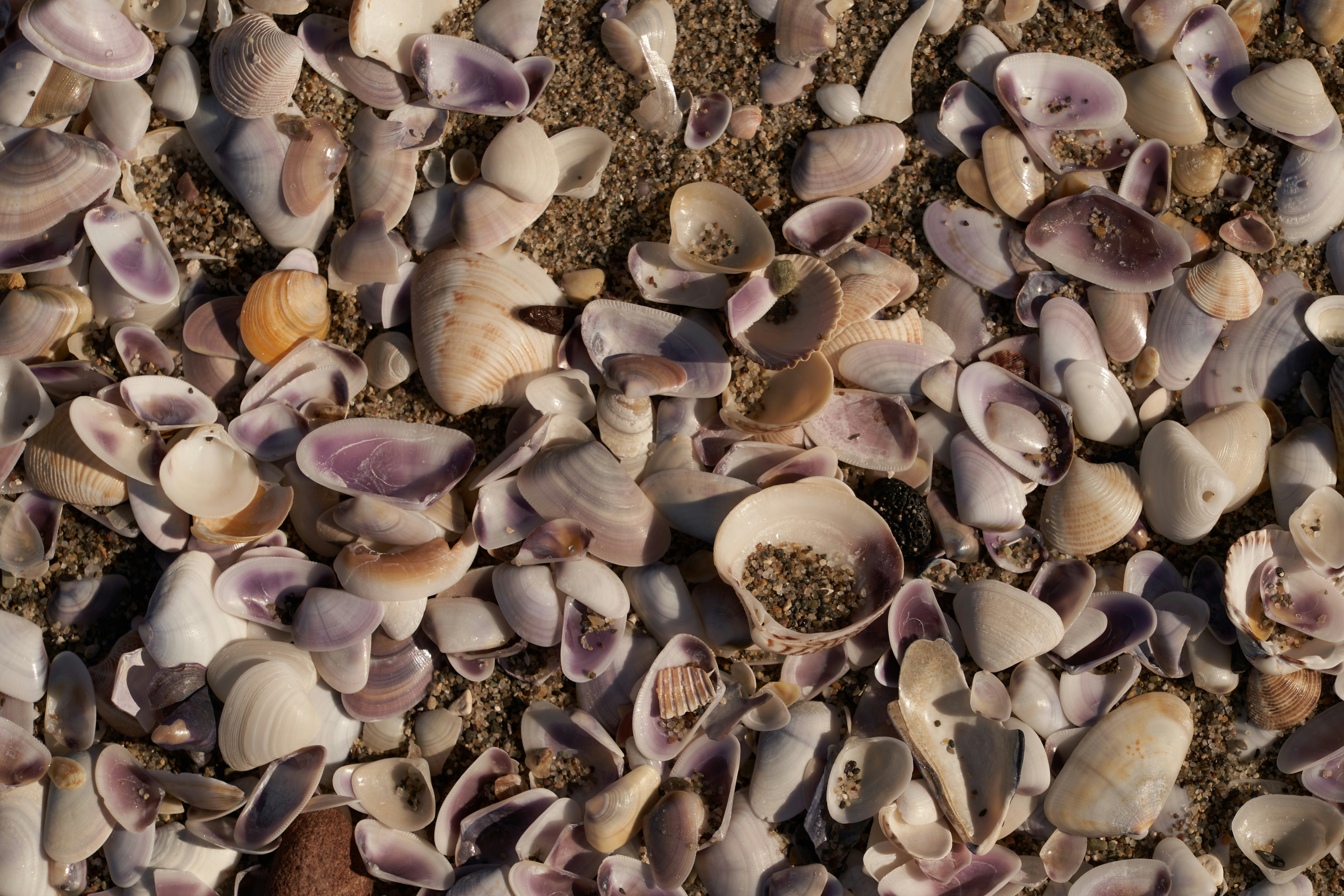 Photo by wolfgang_hasselmann