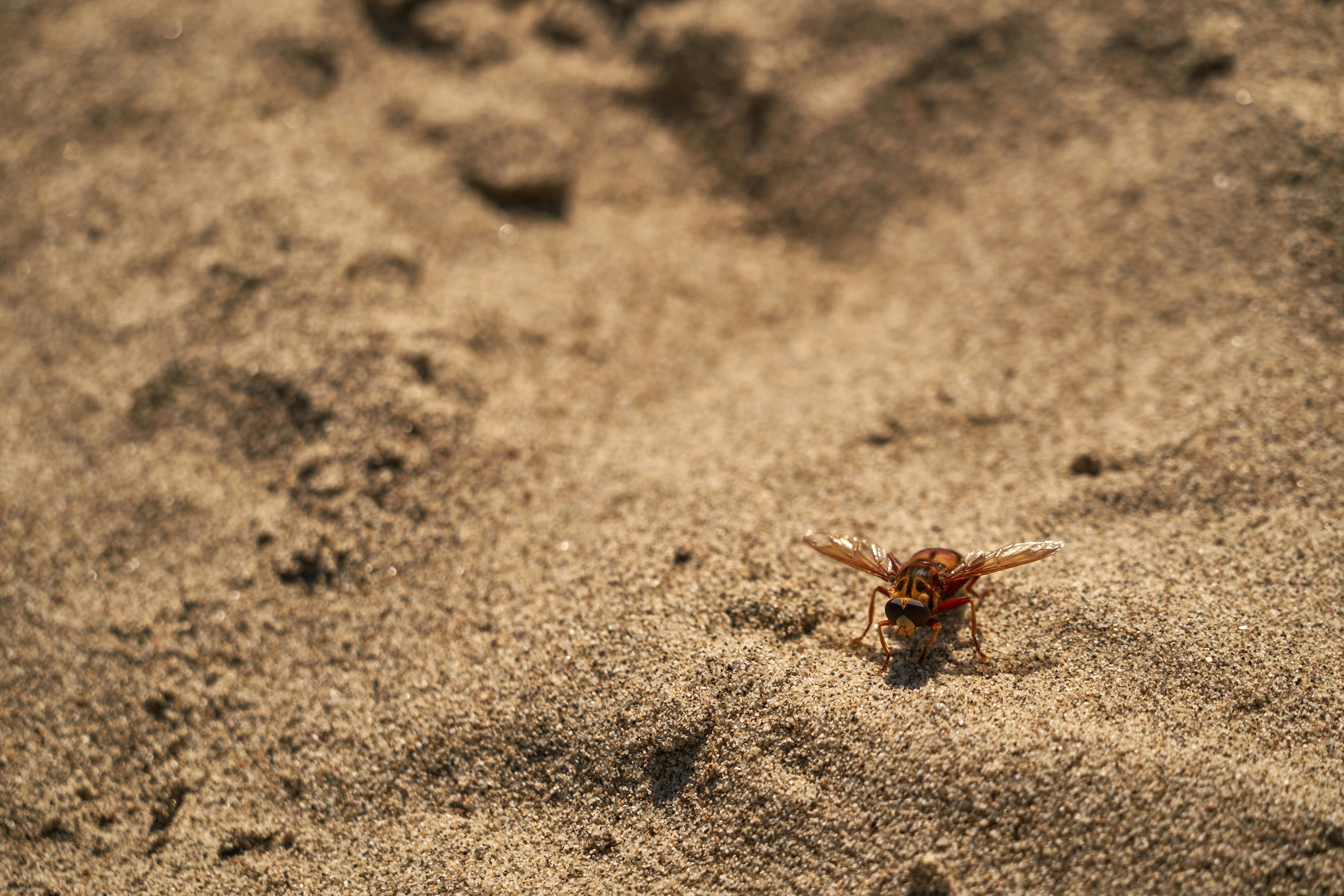 Photo by wolfgang_hasselmann