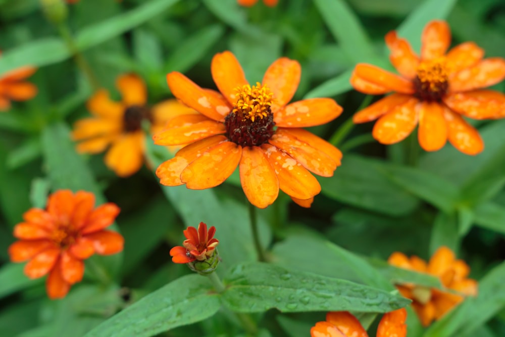 a group of orange flowers with water droplets on them