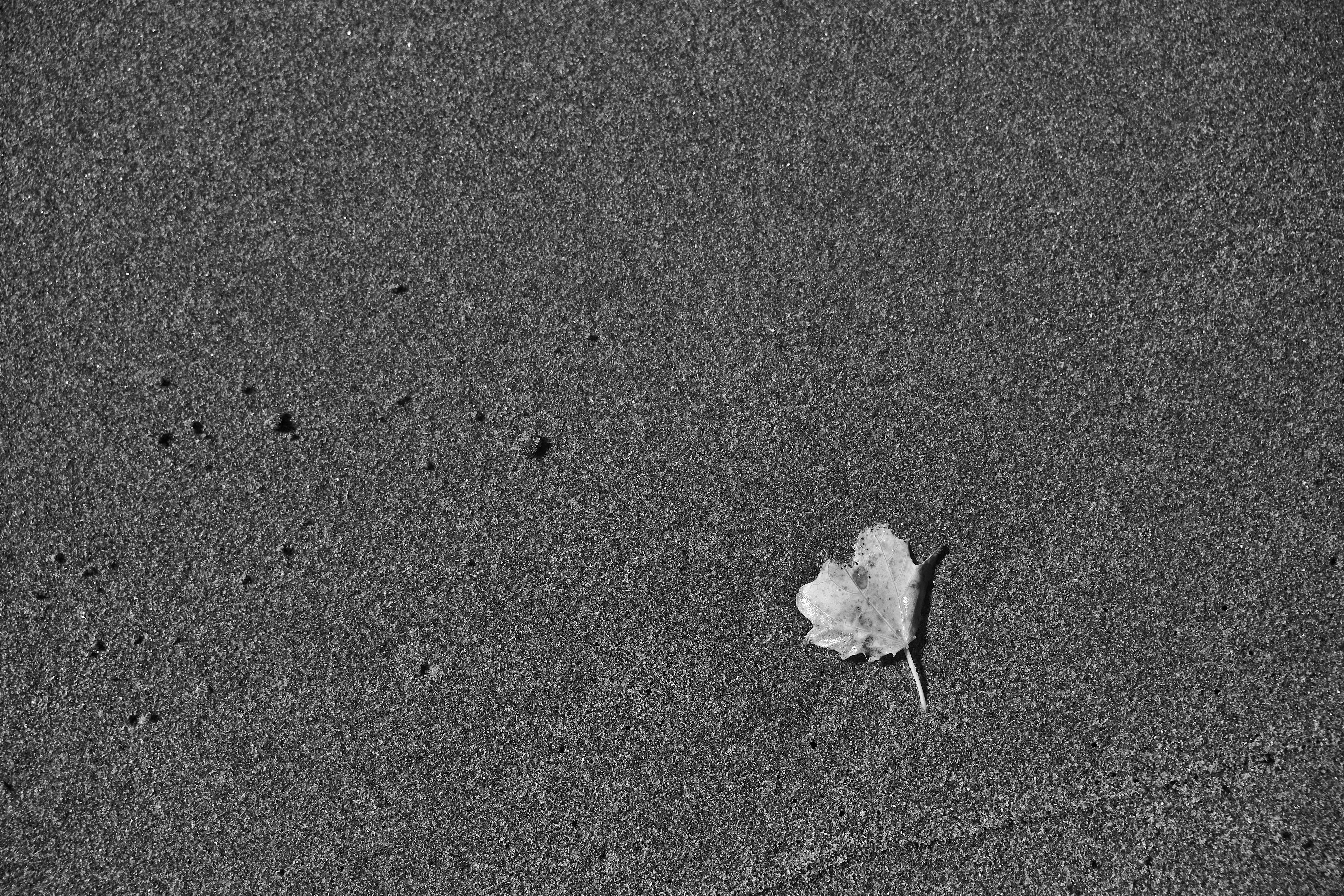 Photo by wolfgang_hasselmann