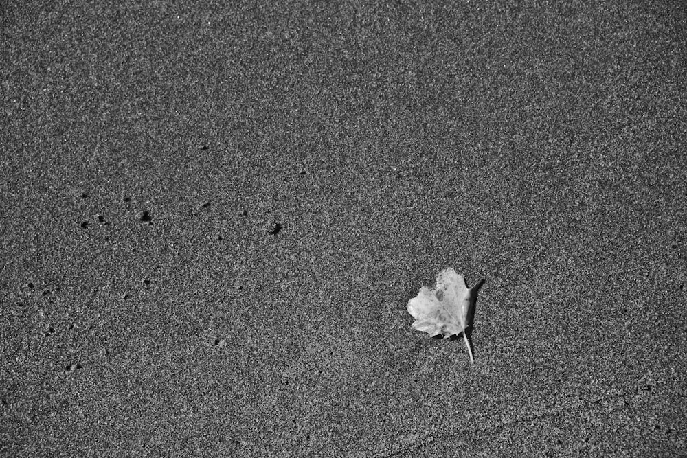 a single leaf on the sand of a beach