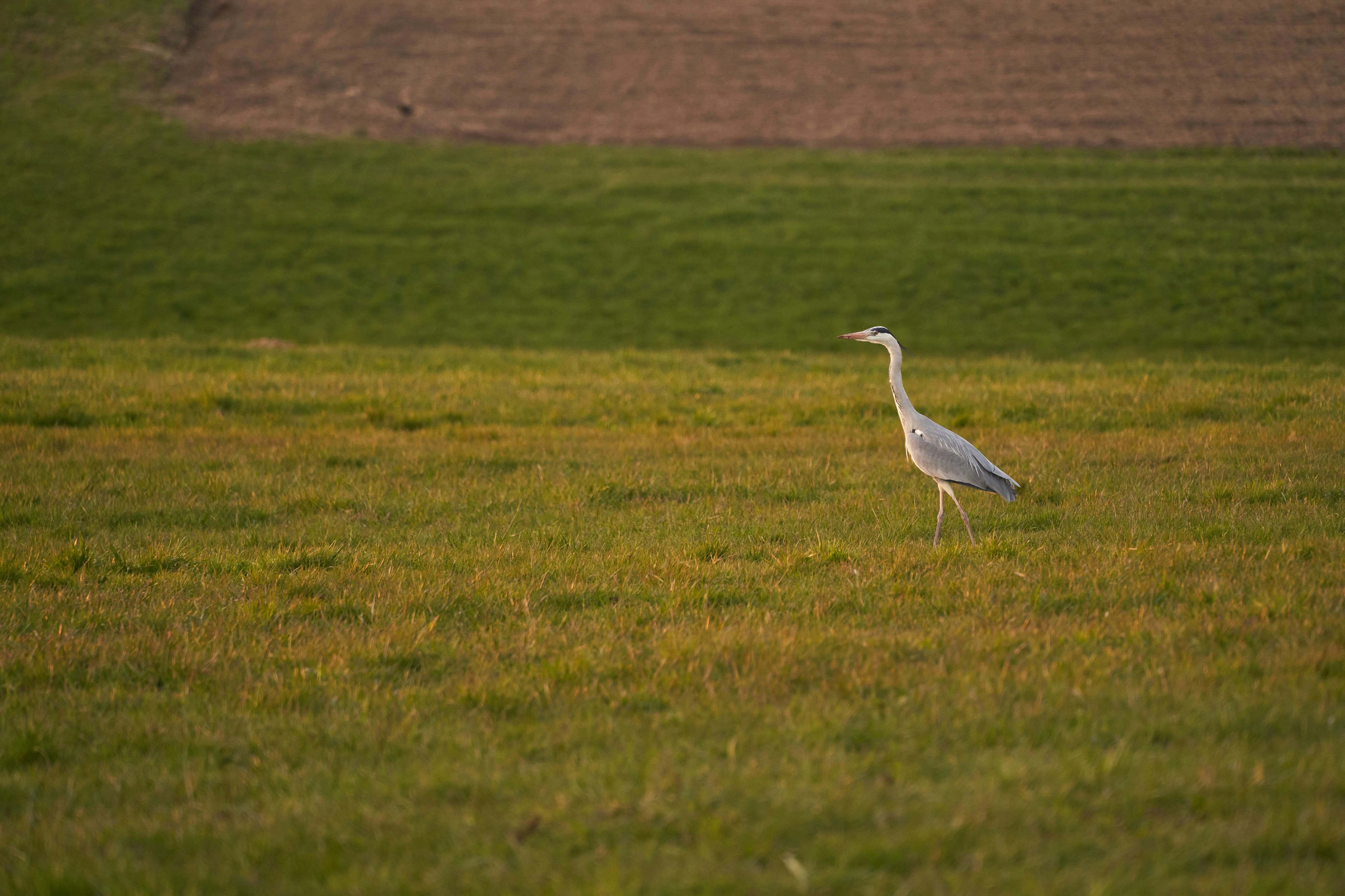 Photo by wolfgang_hasselmann