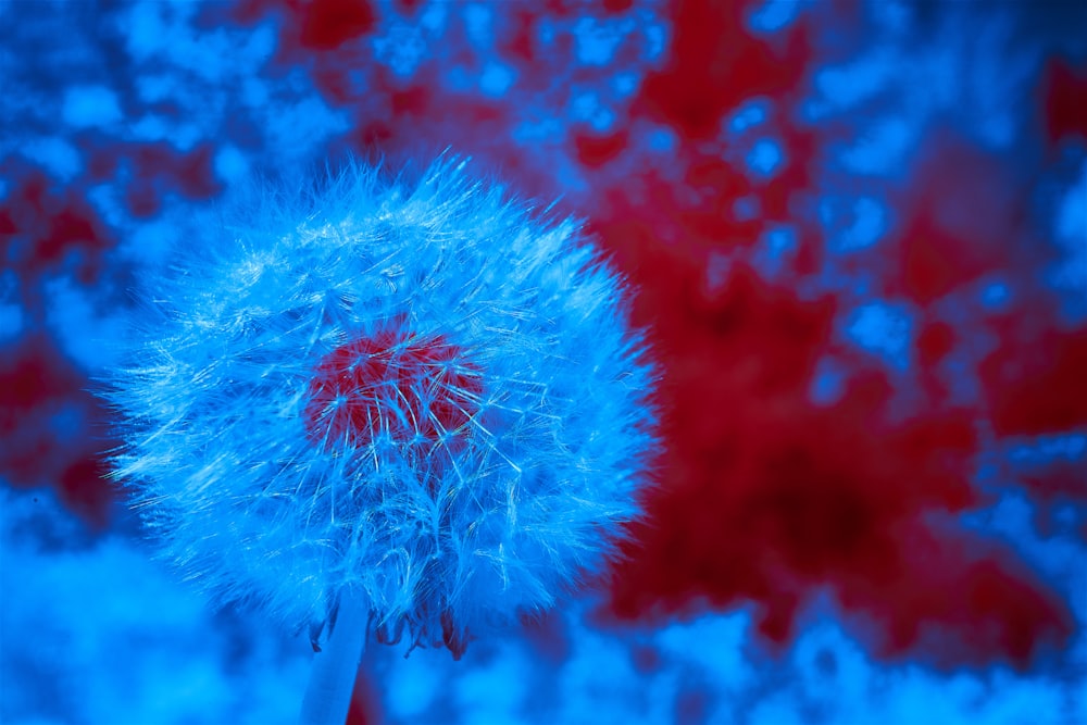a blue dandelion in front of a red background