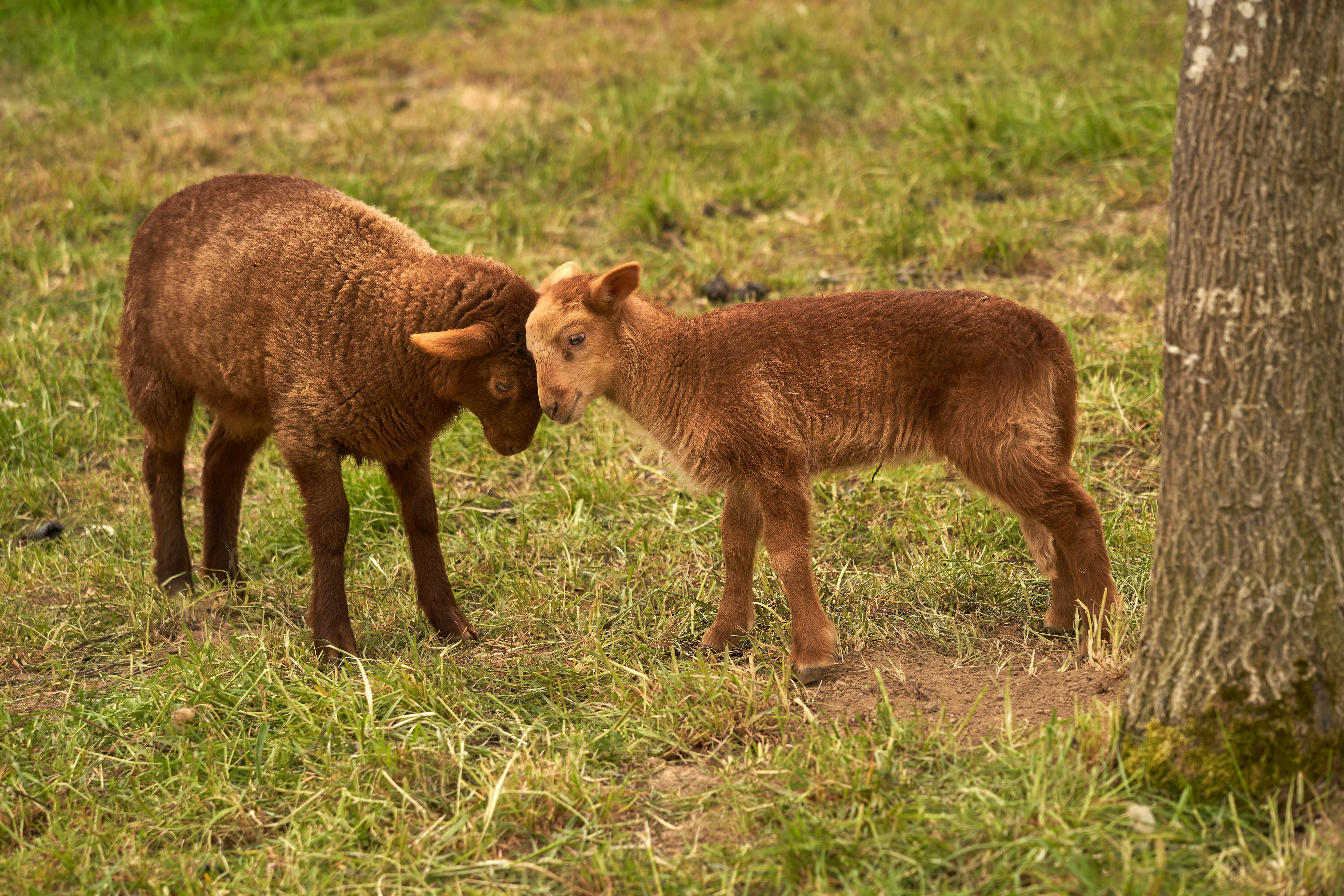 Photo by wolfgang_hasselmann