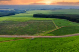 A wide shot of vibrant green plots bordered by neat dirt roads, captured at sunset with soft shadows.