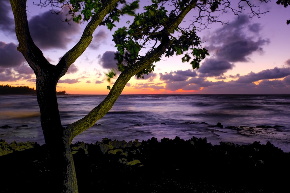 un arbre qui se tient dans l’herbe