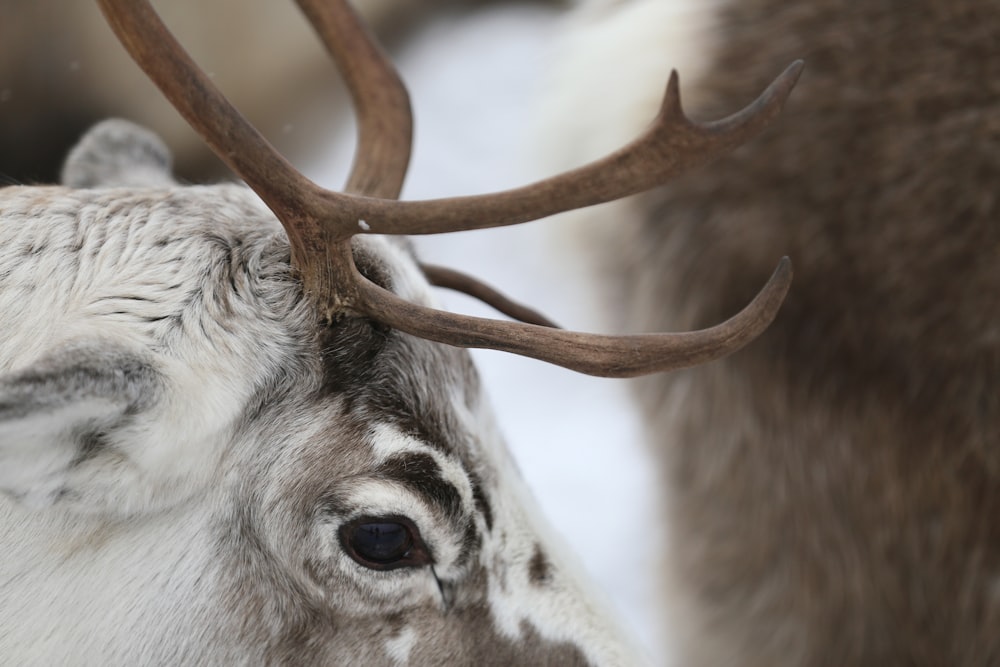 a close up of a deer with antlers on it's head