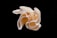 A beige, curled seashell with an intricate, layered structure is centered against a solid black background, highlighting its delicate folds and natural texture.