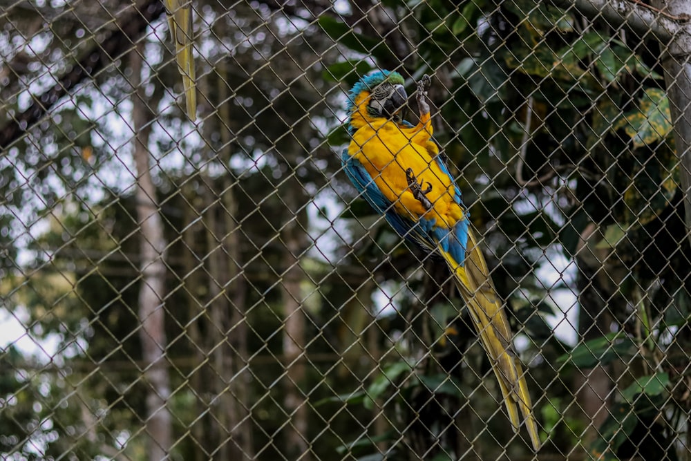 a yellow and blue parrot sitting on top of a tree