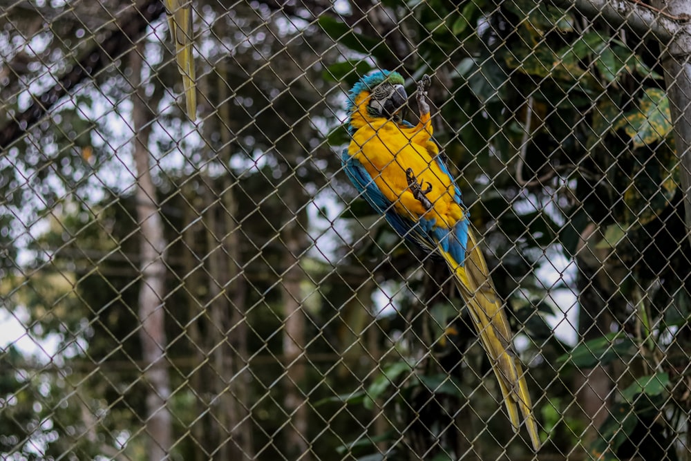 Ein gelber und blauer Papagei sitzt auf einem Baum