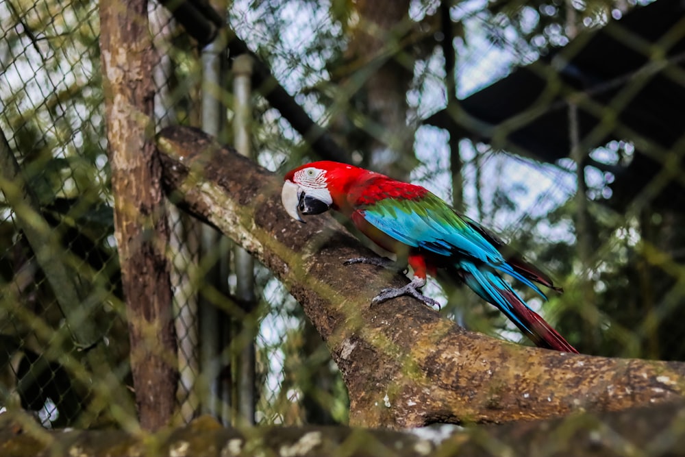 a colorful parrot perched on a tree branch