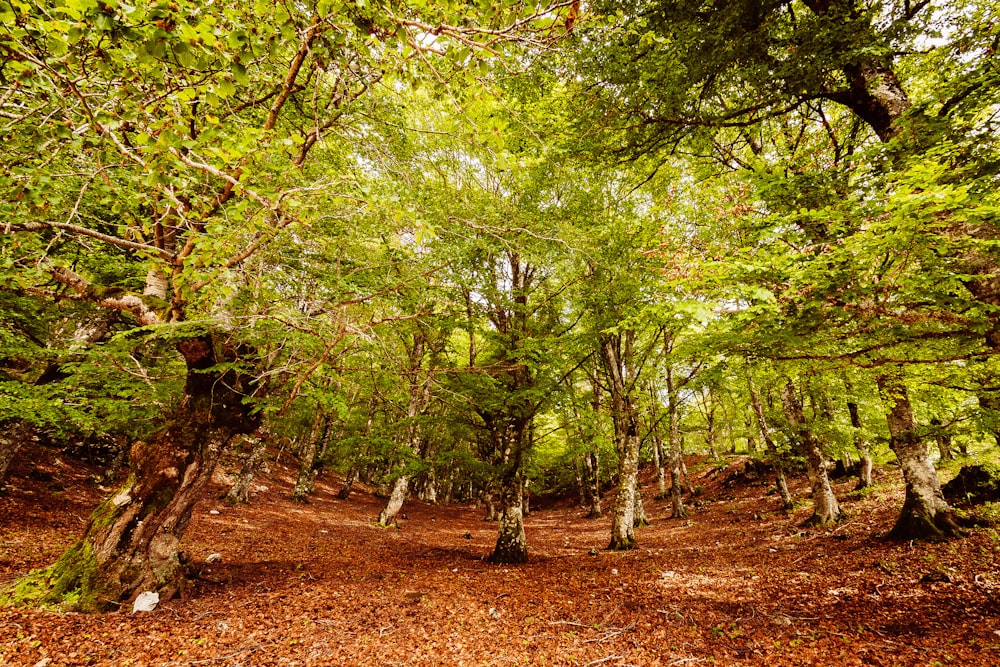 a dirt road surrounded by trees and leaves