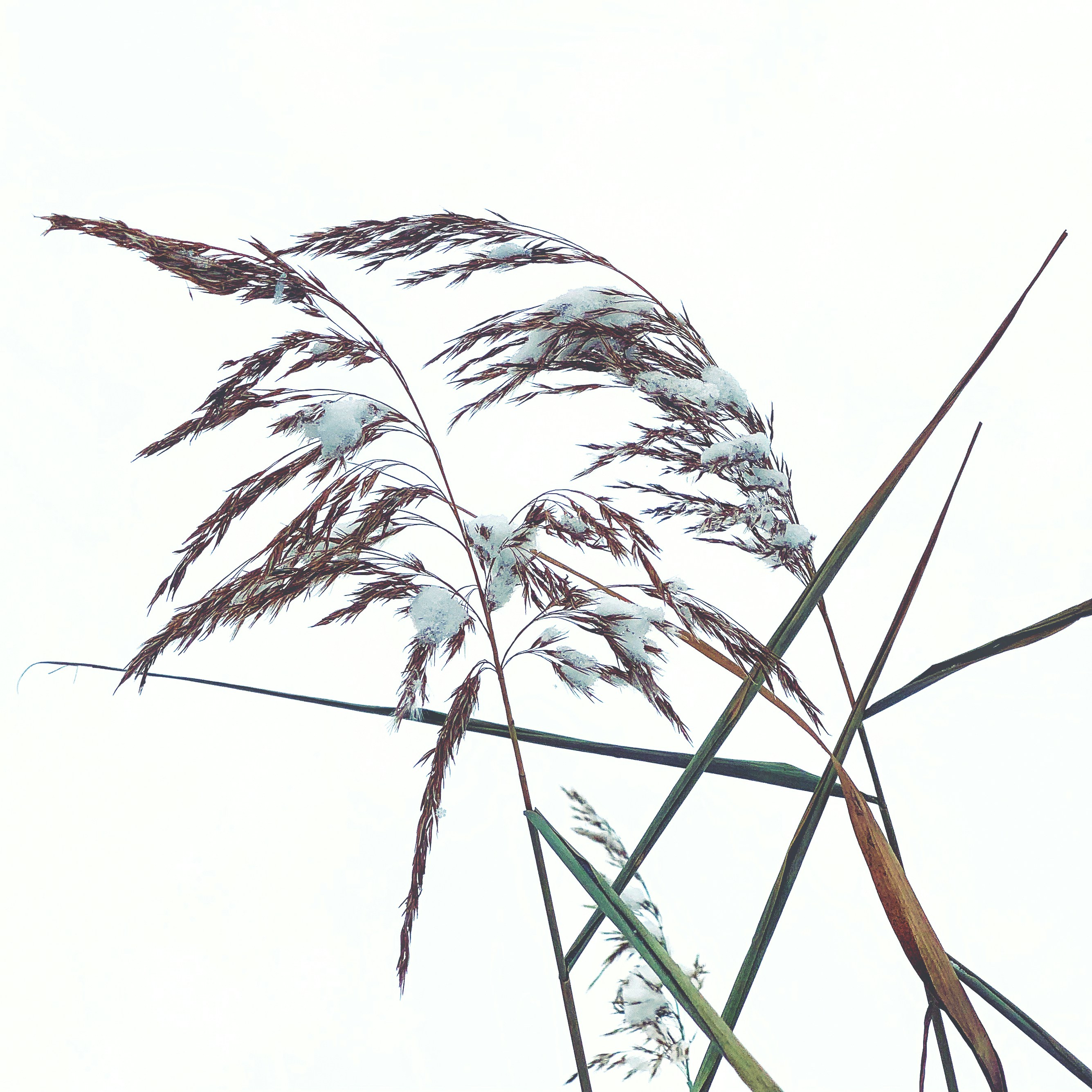 a close up of a plant with snow on it