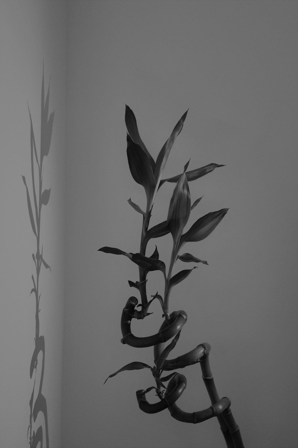 a black and white photo of a plant in a room