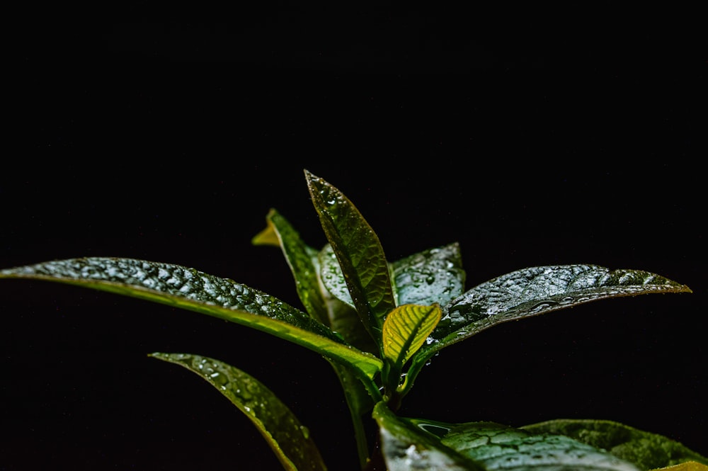 un primer plano de una planta con gotas de agua