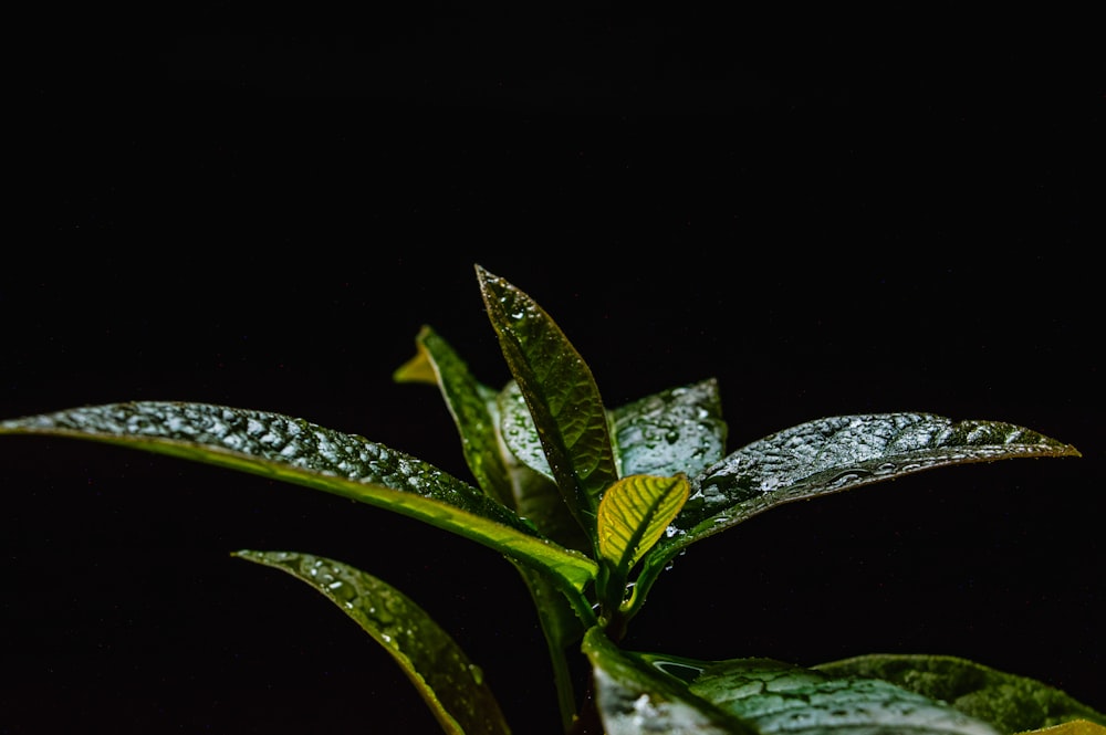 un gros plan d’une plante avec des gouttelettes d’eau dessus