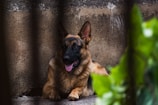 A German Shepherd dog is lying down on a stone surface with its tongue out, appearing relaxed. The background consists of a rough-textured, brown wall, and there are green blurred leaves framing the foreground.