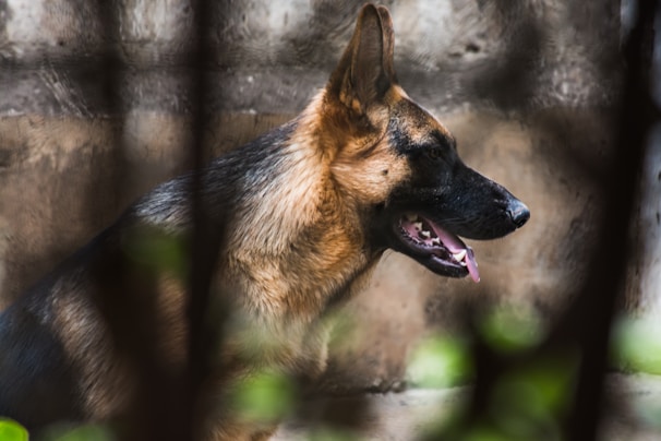 A German Shepherd dog is seen in profile, with its mouth open and tongue out, appearing to be in a lively outdoor setting. The background is blurred with hints of a stone or brick surface.