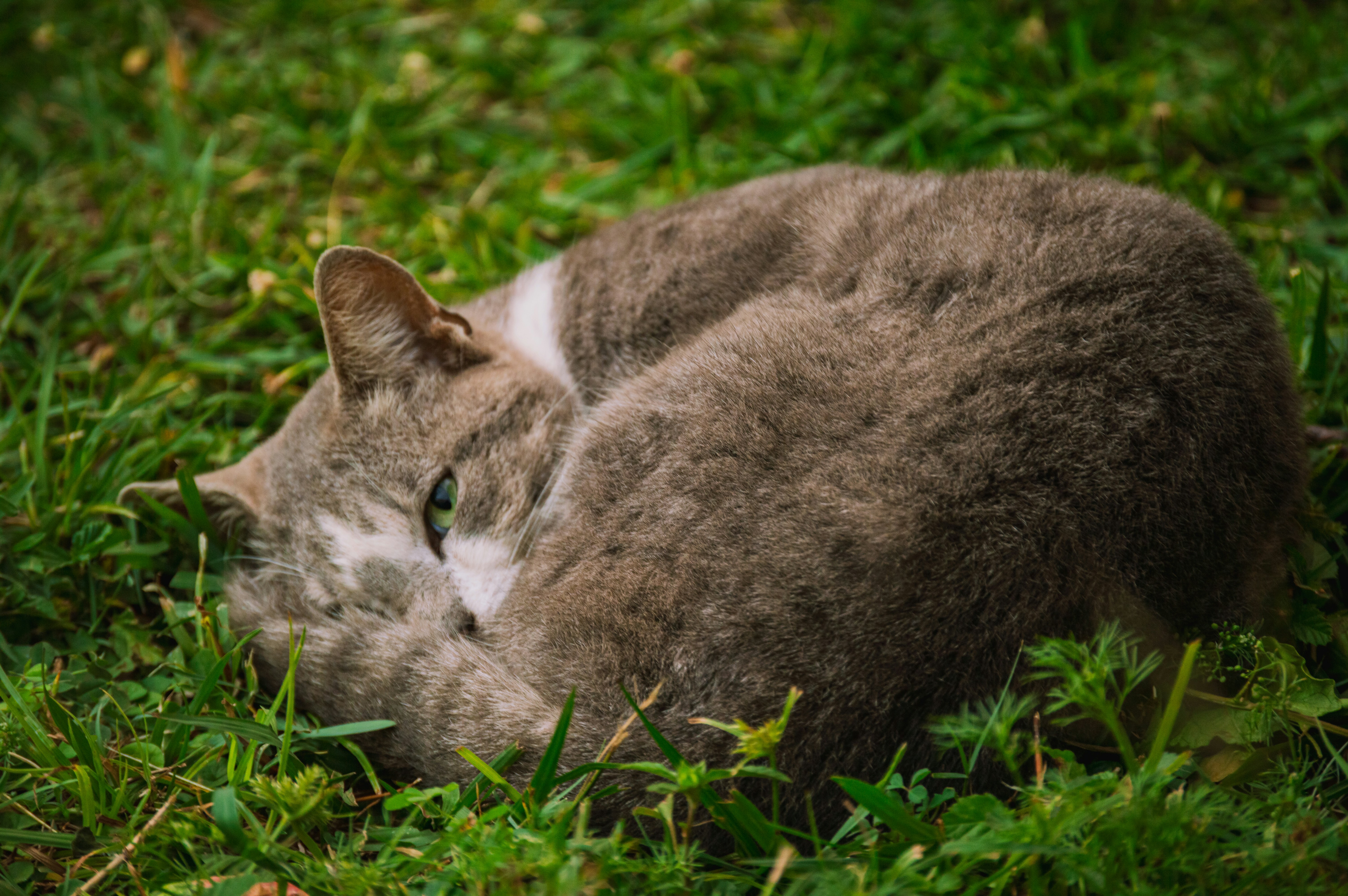 The Science Behind Feline Sensitivity (image credits: unsplash)