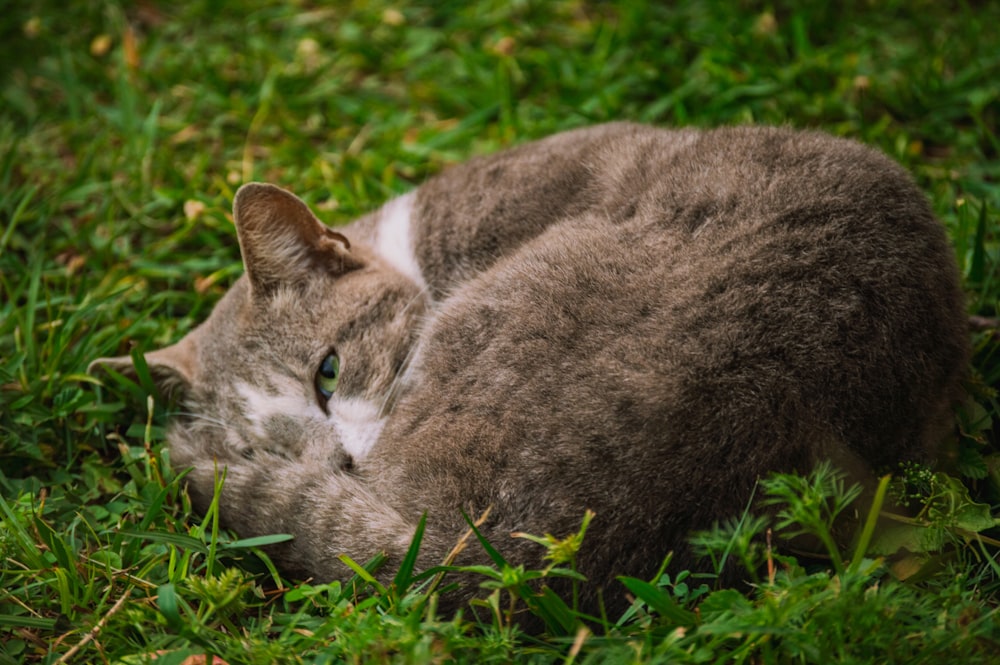 a cat that is laying down in the grass