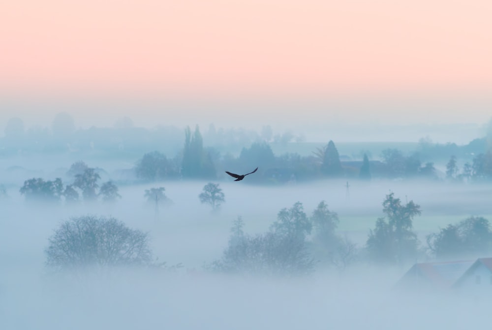 a bird flying through a foggy sky