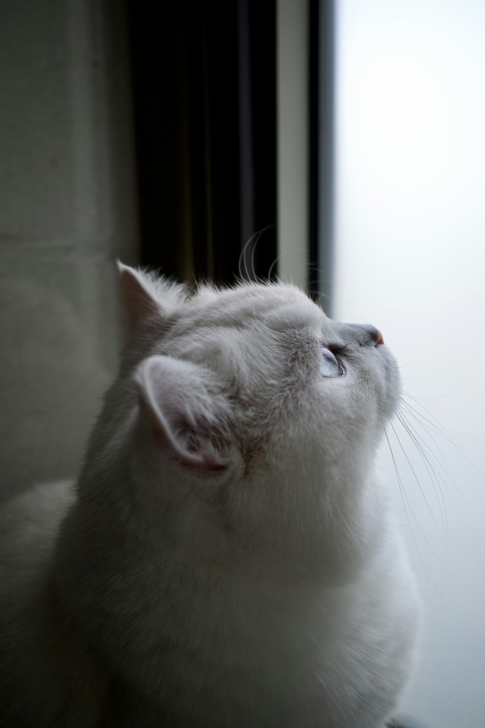 a close up of a cat looking out a window