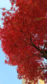 Before and after shots of a beautifully pruned maple tree with clear blue sky.