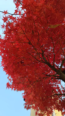 Before and after shots of a beautifully pruned maple tree with clear blue sky.