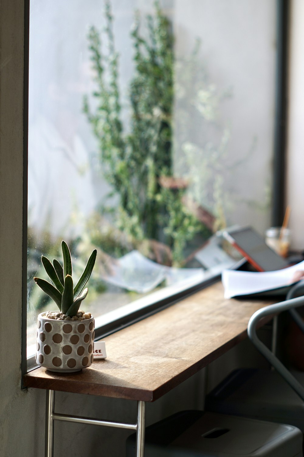 a potted plant sitting on top of a wooden table