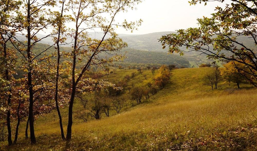 a grassy field with trees and hills in the background