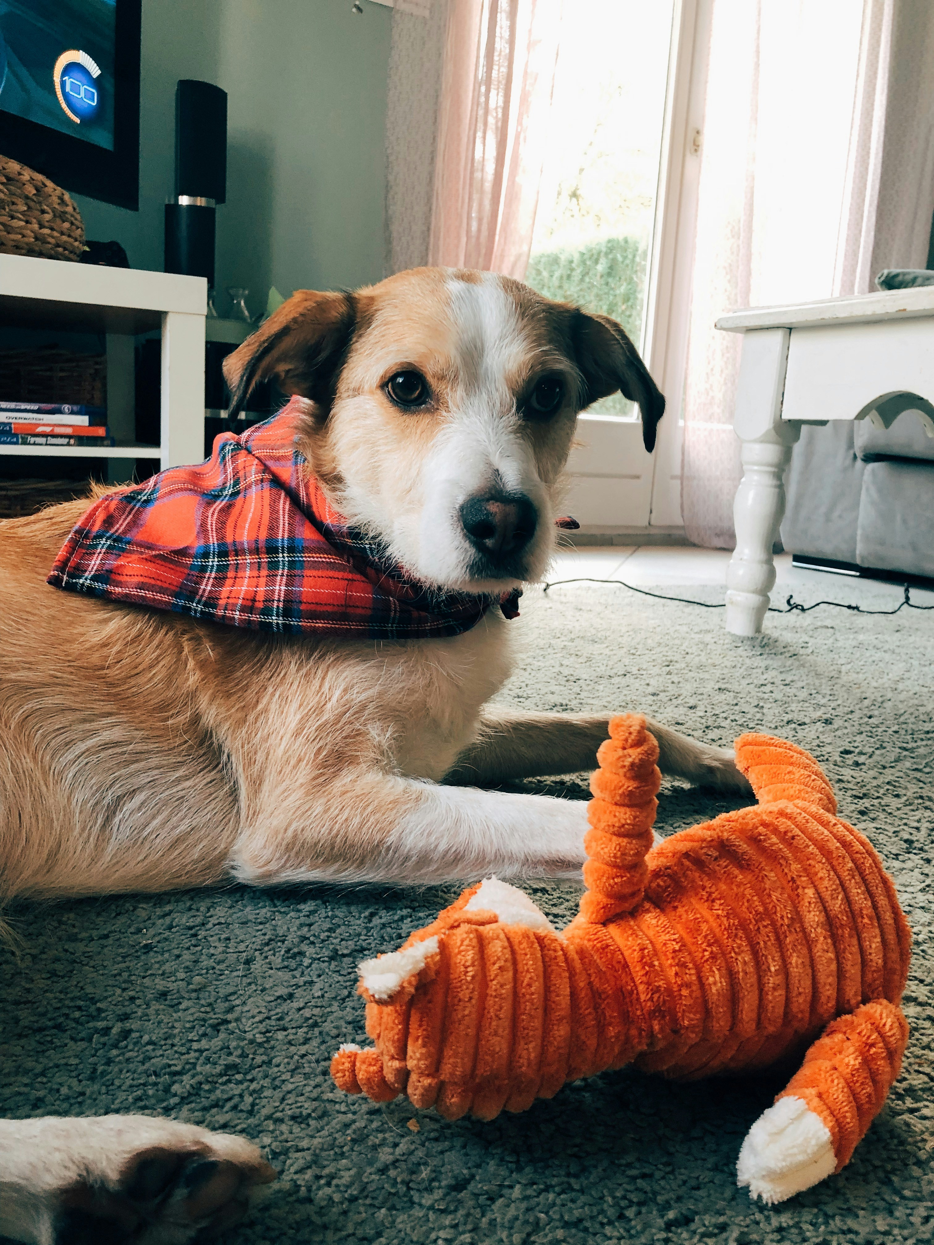 a dog laying on the floor with a toy