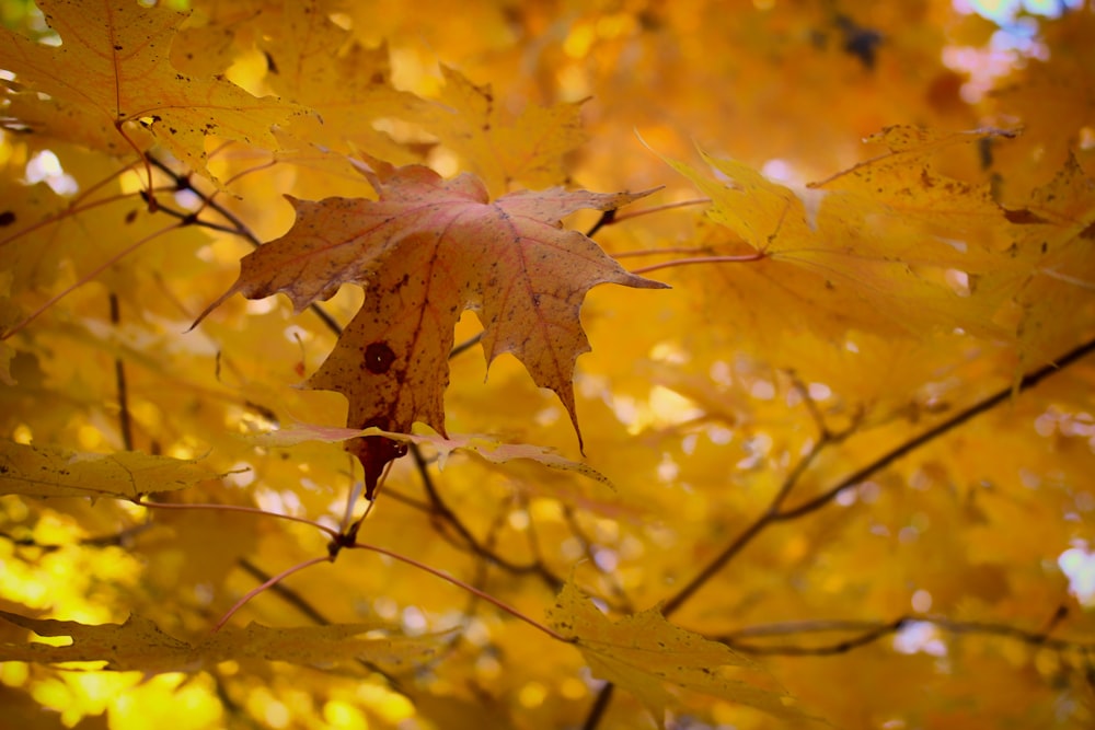 un érable aux feuilles jaunes à l’automne