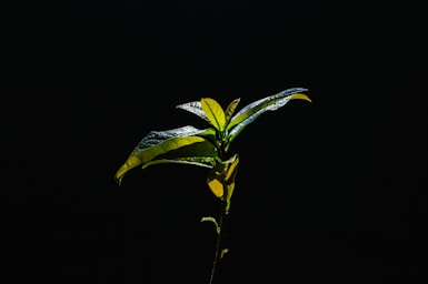 a plant with green leaves on a black background