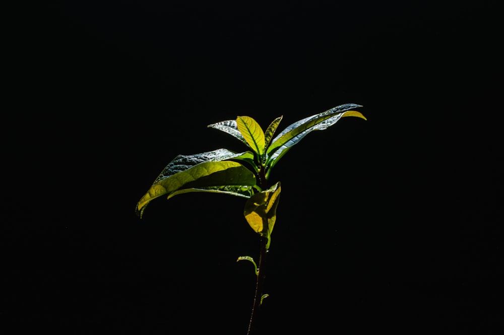 uma planta com folhas verdes em um fundo preto