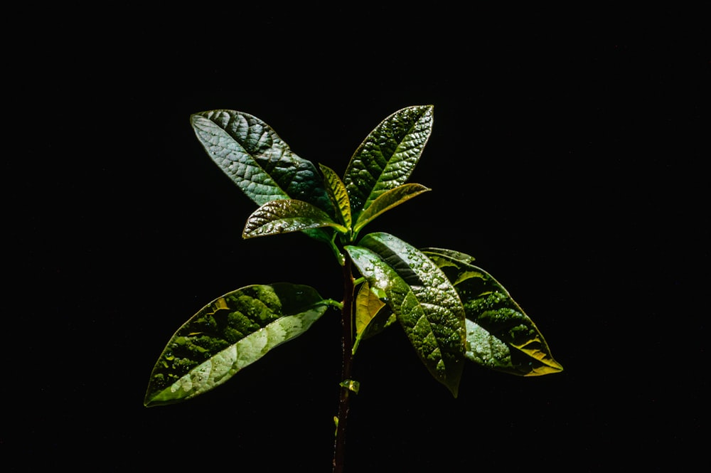 a plant with green leaves on a black background