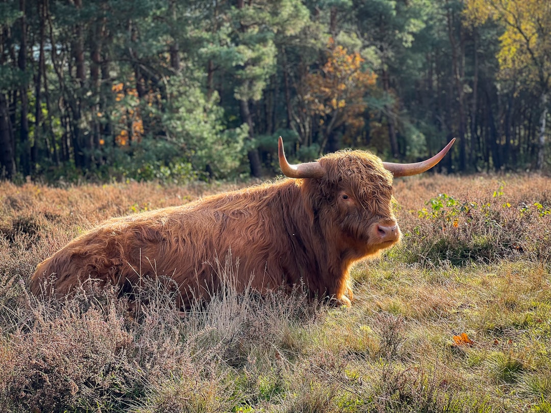 Afbeelding van Hilversum